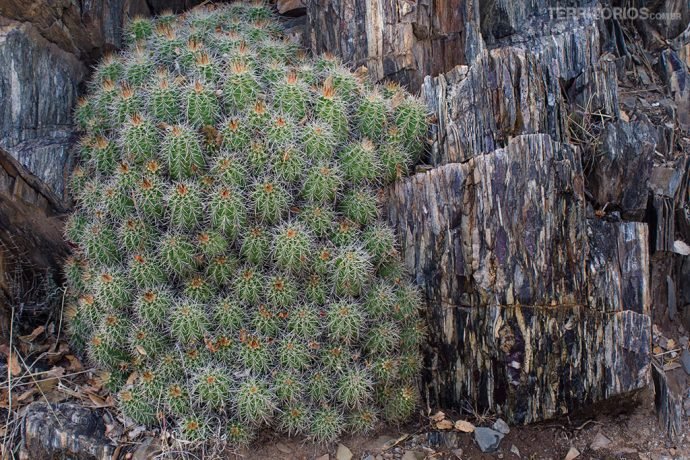 Cactos e pedra de origem vulcânica na floresta
