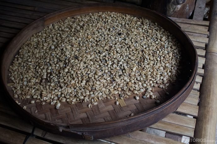 Grãos do Luwak Coffee