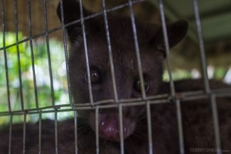 Luwak
