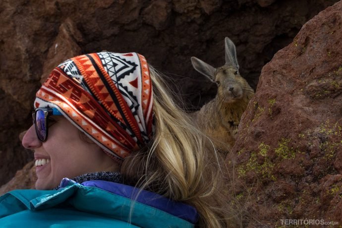 Viscacha se escondendo da gente nas pedras