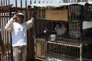 Vendedor de galinhas na favela Vendedor de galinhas na favela