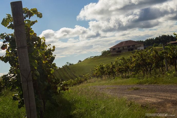 Vinícola fotografada no verão depois da colheita. São 20 hectares de vinhas