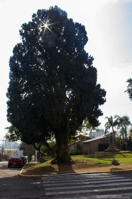 Cipreste Farroupilha é símbolo da cidade Cipreste Farroupilha é símbolo da cidade