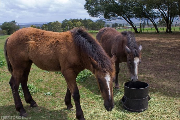 Filhotes da raça percheron