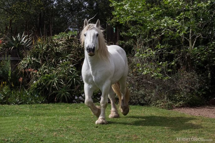Percheron adulto