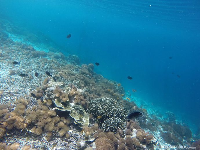 O azul e a diversidade marinha em ponto com 30 metros de visibilidade em média