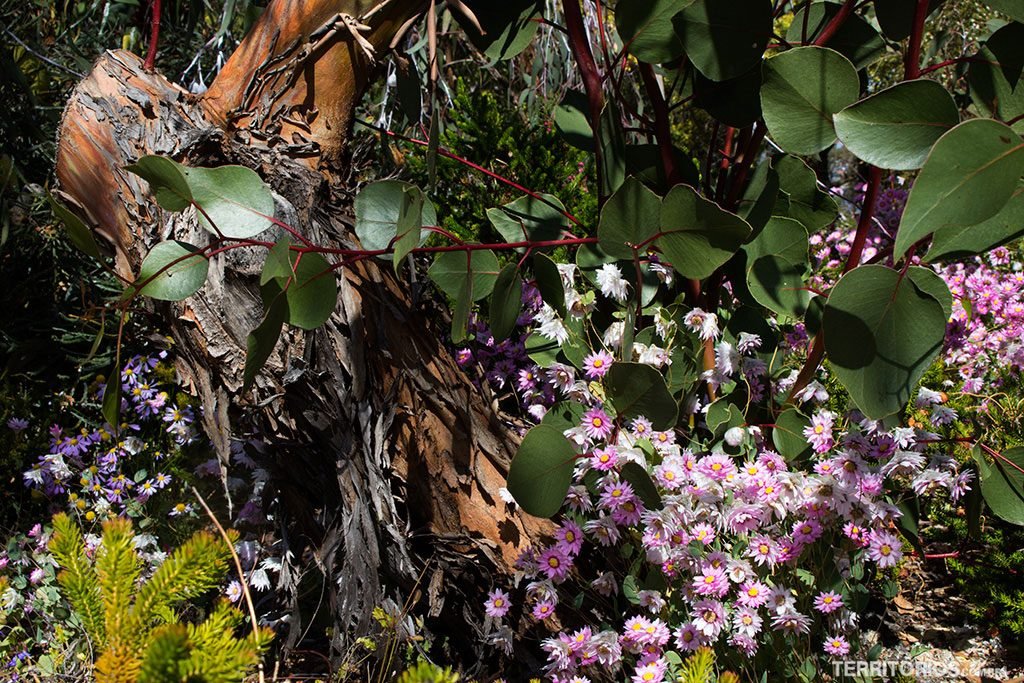 Primavera na Western Australia