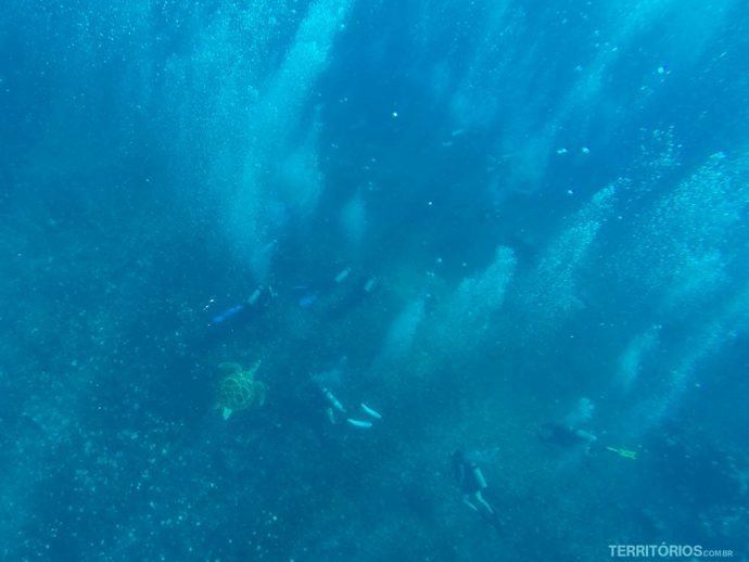 Vi tartaruga e mergulhadores no fundo enquanto fazia snorkel