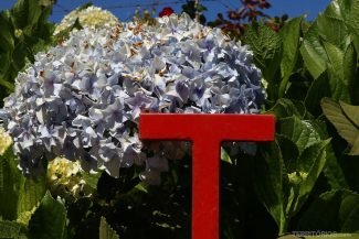 Hortência na estrada em Canela