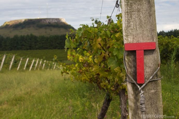 Visitando vinícolas da região Vinhos da Campanha em Santana do Livramento