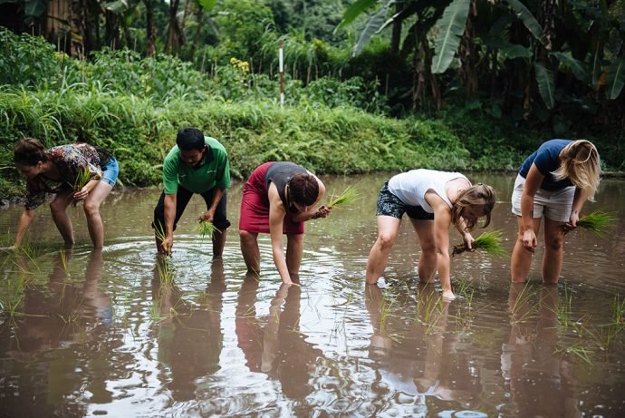 Plantando arroz do jeito antigo (foto Juan Jerez)