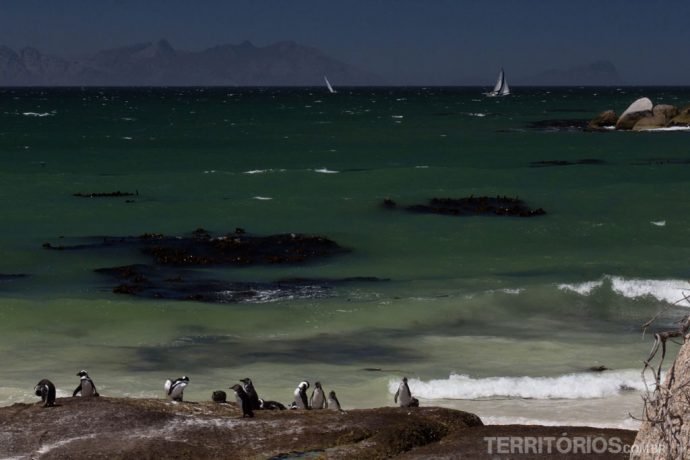 Não é a toa que os pinguins passam o ano todo em Cape Town