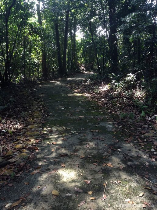 Forest Walk são trilhas no meio da floresta Forest Walk são trilhas no meio da floresta