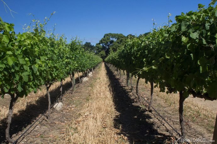Parreirais da Solms Delta