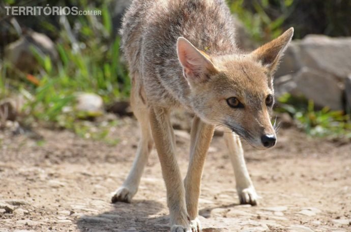 Raposa na estrada para o Aparados da Serra