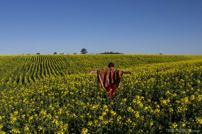 Campo florido na BR-290