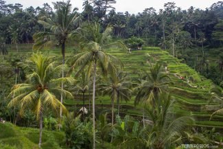 Terraço de arroz em Ubud, Bali