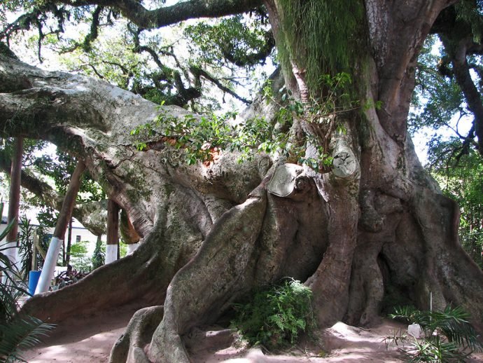 Figueira da Paz - árvore originária da mata atlântica é encontrada em abundância na volta da Lagoa dos Patos