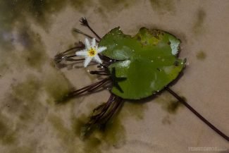Flor endêmica da família das vitórias régias Flor endêmica da família das vitórias régias