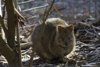 Um quokka com cara de bravo, os vistos livres na Rottnest Island são mais simpáticos Um quokka com cara de bravo, os vistos livres na Rottnest Island são mais simpáticos