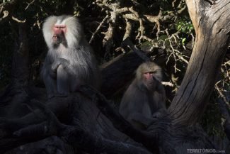 Macacos vindos da África Macacos vindos da África