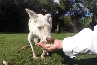 Alimentando canguru albino Alimentando canguru albino