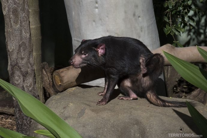 Diabo da Tasmânia