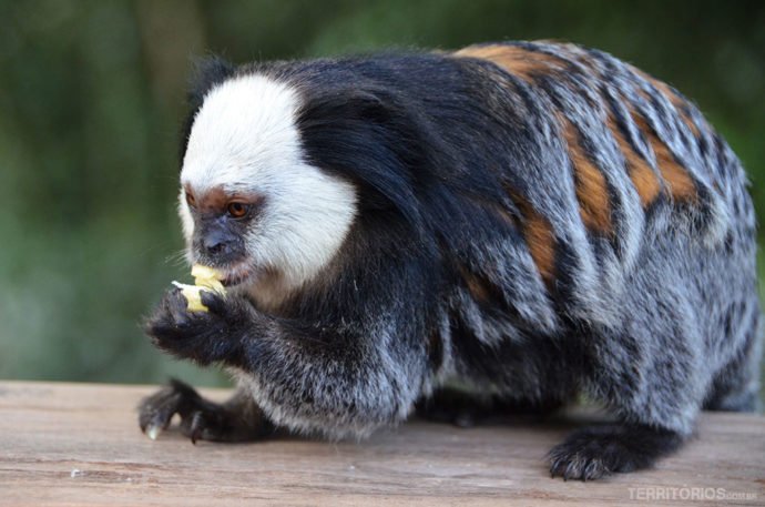 Mico Sagui no Parque da Fonte Grande , Vitória, Espírito Santo - Brasil