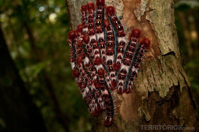 Lagartas de Fogo