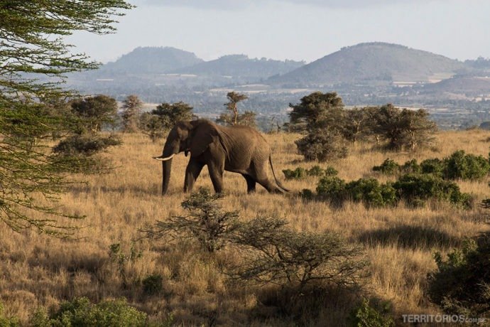 Elefante solitário e enorme em Lewa