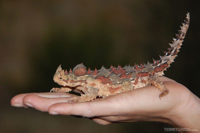 O estranho Thorny Devil é típico de lá