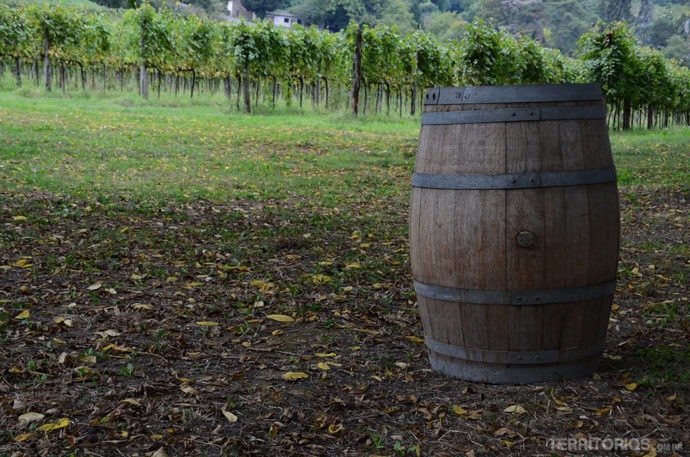 Barril e ao fundo as parreiras na Villa dei Vescovi