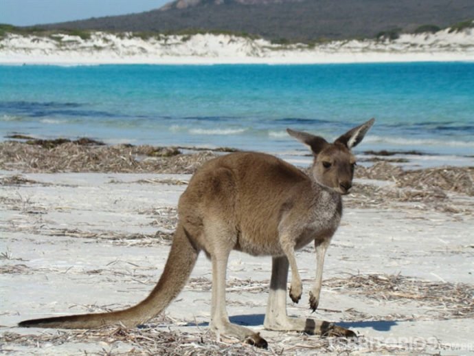 Canguru selvagem no Camp Le Grand National Park, Esperance, Austrália Ocidental (WA) Canguru selvagem no Camp Le Grand National Park, Esperance, Austrália Ocidental (WA)