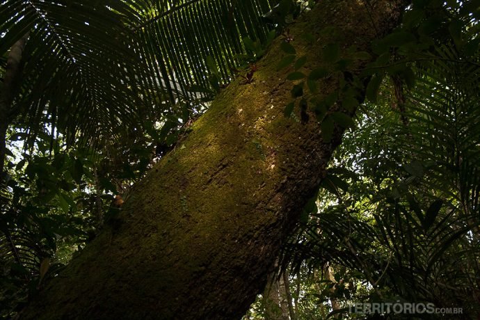 Região próxima a Autazes na Floresta Amazônica, Amazonas - Brasil Região próxima a Autazes na Floresta Amazônica, Amazonas - Brasil