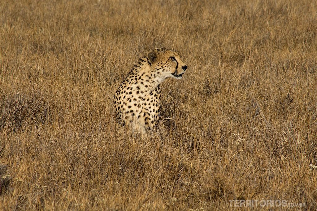 dicas aos viajantes quênia