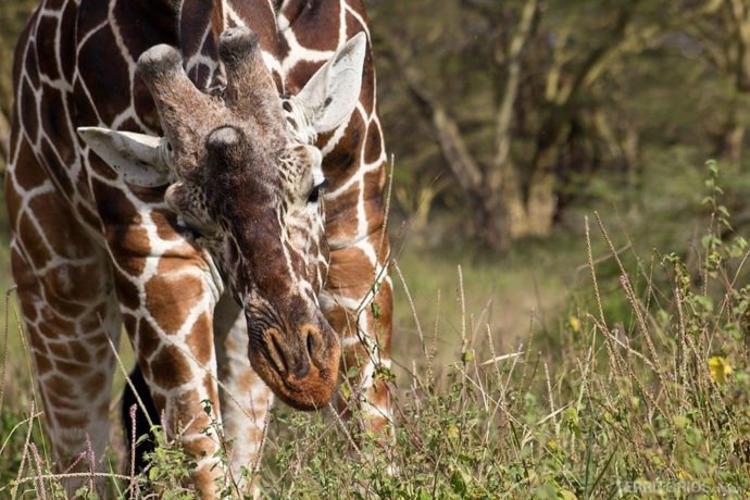 Girafa em Lewa