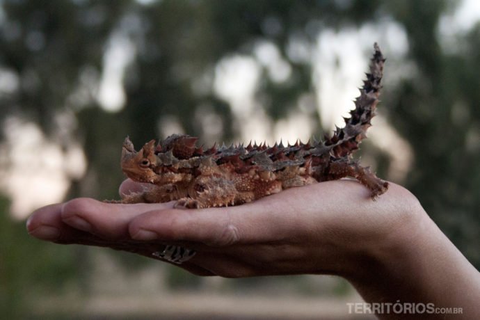 Thorny Devil at Yulara, Red Center - Australia