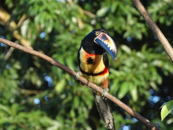 Tucano na Costa Rica Tucano na Costa Rica