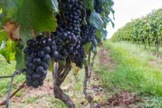 vinos da campanha
