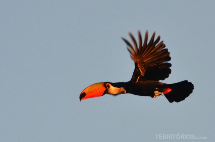 Voo do tucano em Alto Paraíso de Goiás, Goiás - Brazil Voo do tucano em Alto Paraíso de Goiás, Goiás - Brazil