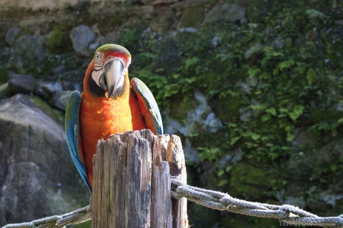Arara no viveiro