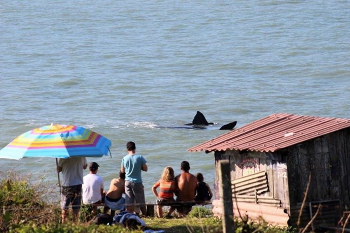 Avistamento de baleia franca em terra. Foto de Julio César Vicente