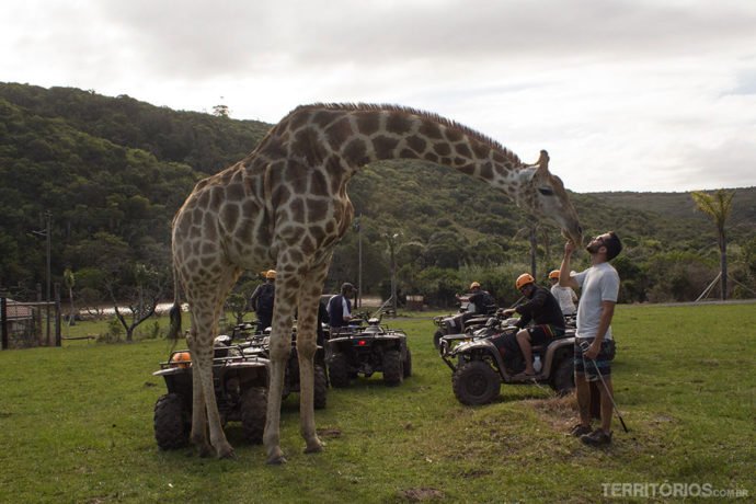 Parada para brincar com o girafa durante o safari em quadricíclo Girafa Abby interagindo com os visitantes