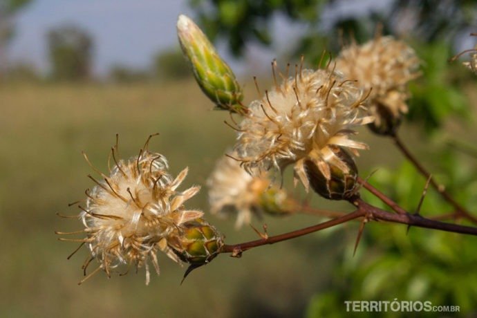 Flores do cerrado
