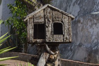 Casa de passarinho feita com cactos Casa de passarinho feita com cactos