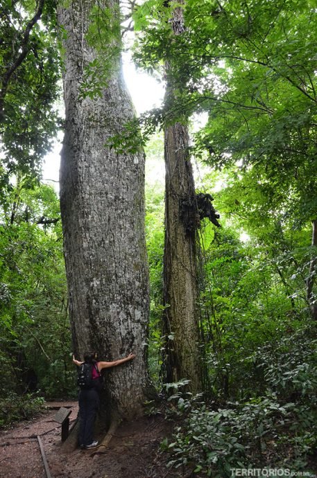 Abraçada em árvore gigante Abraçada em árvore gigante