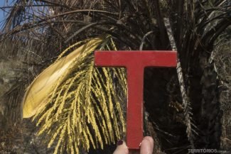 Na plantação de butiá, em Garopaba Na plantação de butiá, em Garopaba