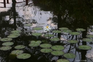 Flor de lótus no jardim Flor de lótus no jardim