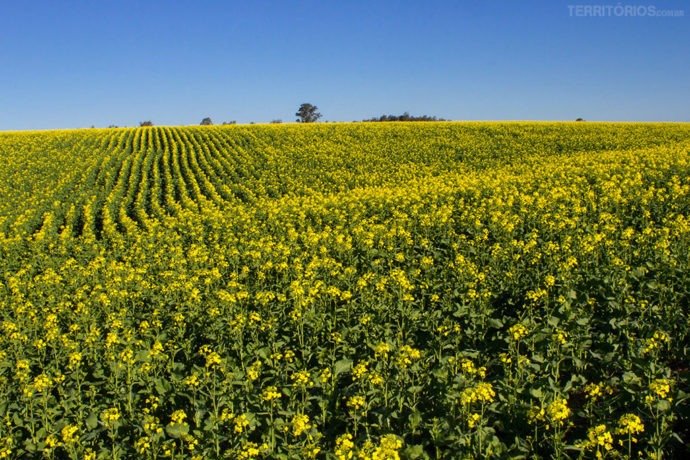 Campo de Canola