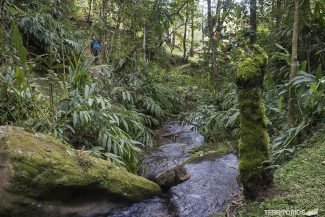 Mata Atlântica Mata Atlântica